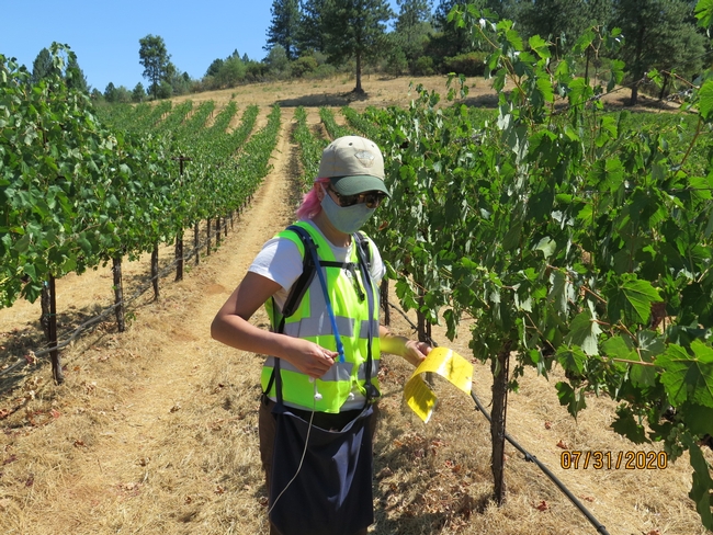 A young woman working in a vineyard with yellow sticky traps for insects