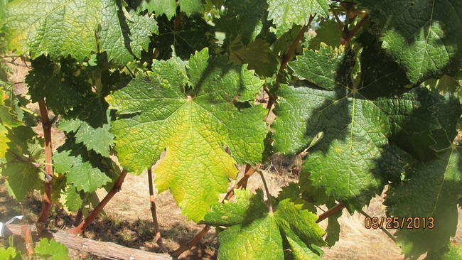 A white grape canopy with yellow blotches
