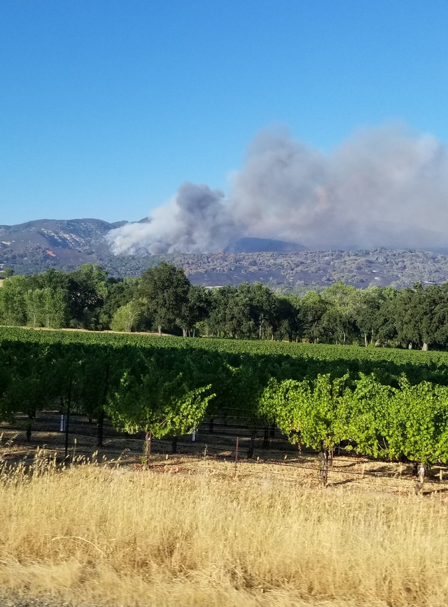 Grey smoke billowing on the horizon with vineyards in the front.