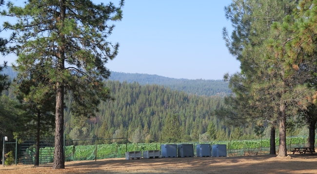 a vineyard with a forest in the background
