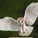Barn owl flying- PC Linda Wright