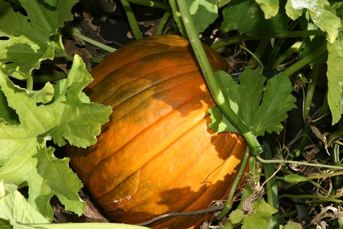 A pumpkin still on the vine in the field