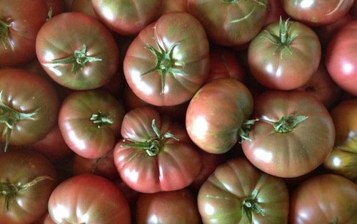Cherokee Tomatoes