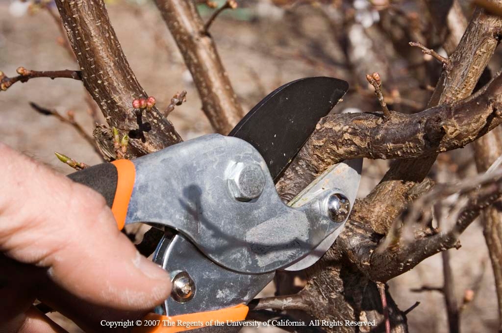 Yellowood Farm x Supply-Shear sharpening