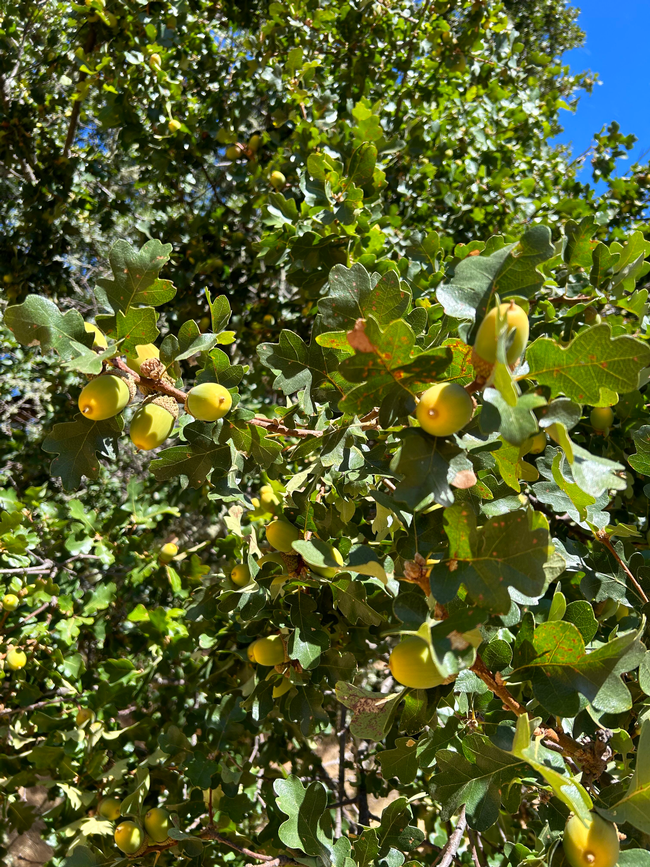 blue oak with acorns