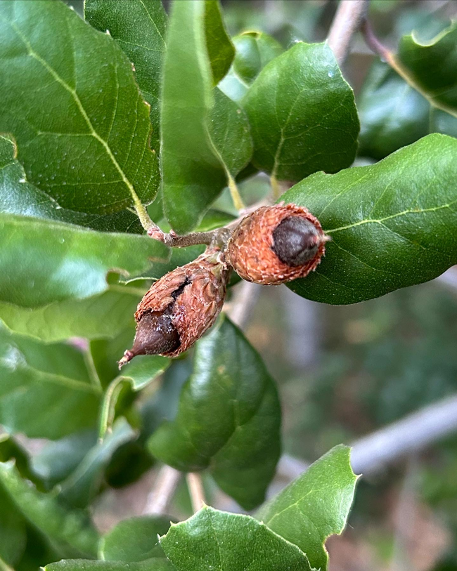 Coast live acorns infected with the bacteria that causes drippy nut.