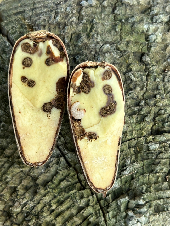 Valley oak acorn infested with an acorn weevil.