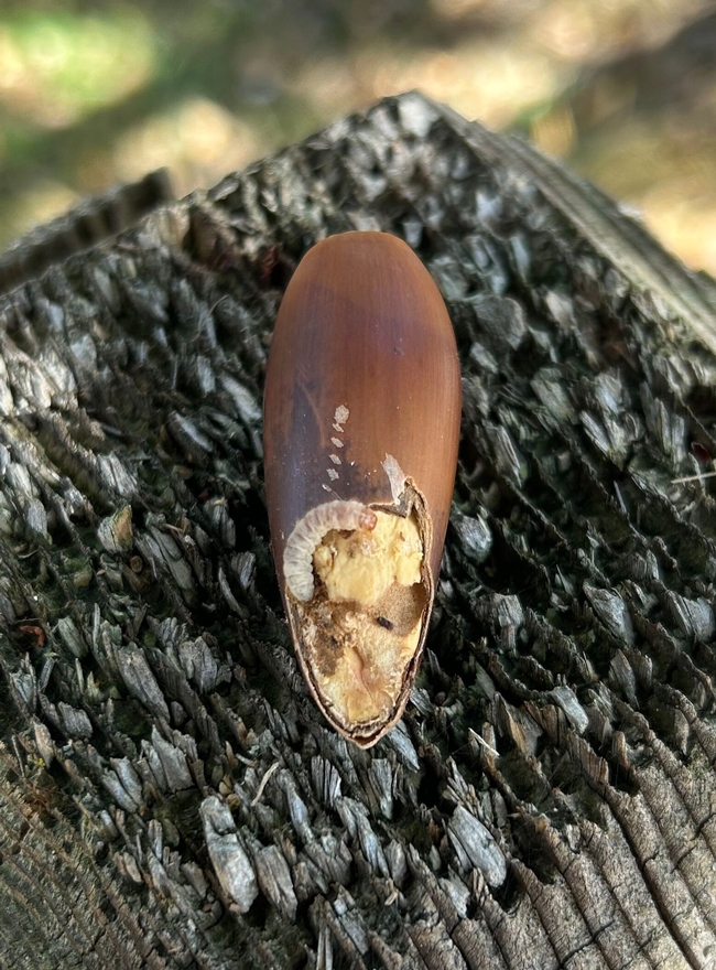 Valley oak acorn infested with an filbertworm.