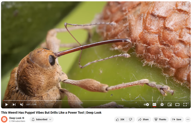 Youtube video from KQED Deep Look on acorn weevils.
