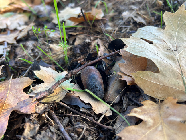 Acorn on the ground that has burn damage resulting from a fall prescribed burn.