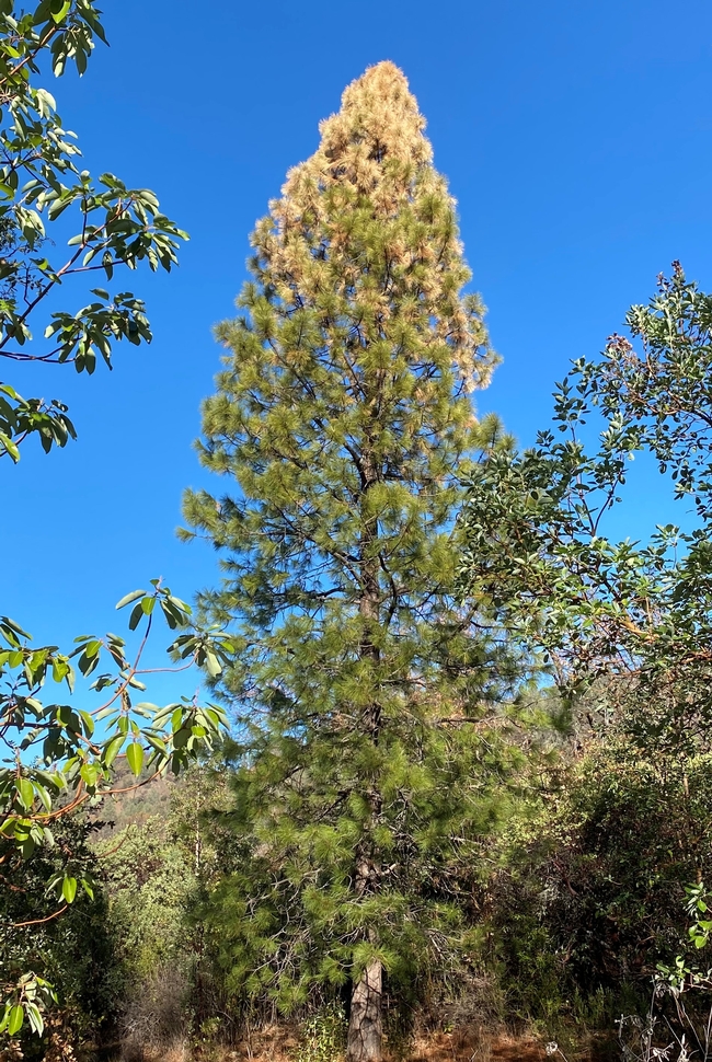 Ponderosa pine with yellowing foliage at the top indicating it is infested with bark beetles and beginning to decline.