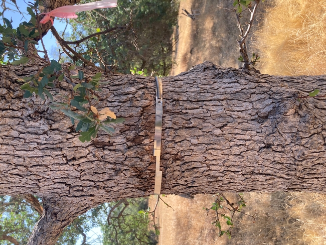 An aluminum dendrometer accurately measures small increases in oak trunk size