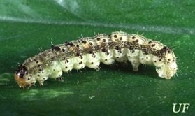 Tobacco budworm larva.