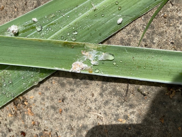 Honeydew excretions on neighboring iris. (Photo: Barbara Miller)