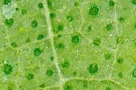 Stomata are the tiny breathing pores in plant leaves.