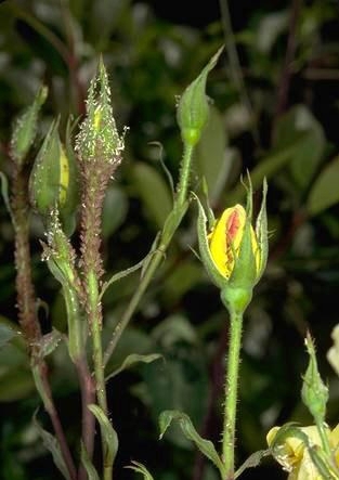 Aphids congregate on a rose bud. (Photo: UC IPM)