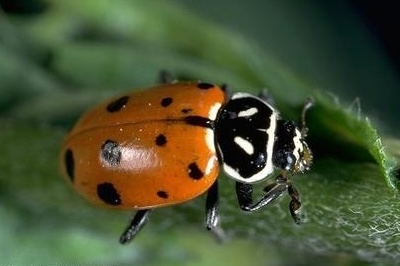 Convergent lady beetle. (Photo: UC IPM)