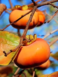 Enjoy persimmons now.