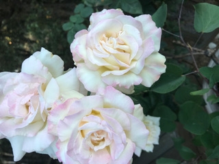 Pruning roses encourages bloom.