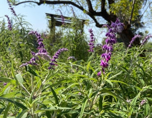 Mexican bush sage is a member of the salvia family.