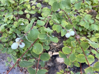 Snowberries are native to the Pacific Northwest.