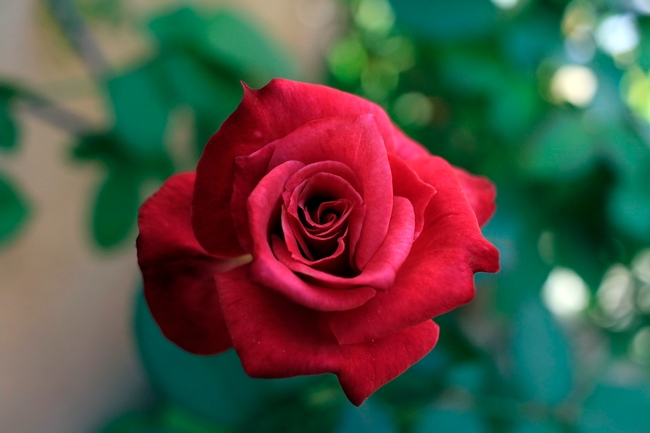 October is time to consider fertilization and light pruning in the rose garden. (Photo: Pixabay)