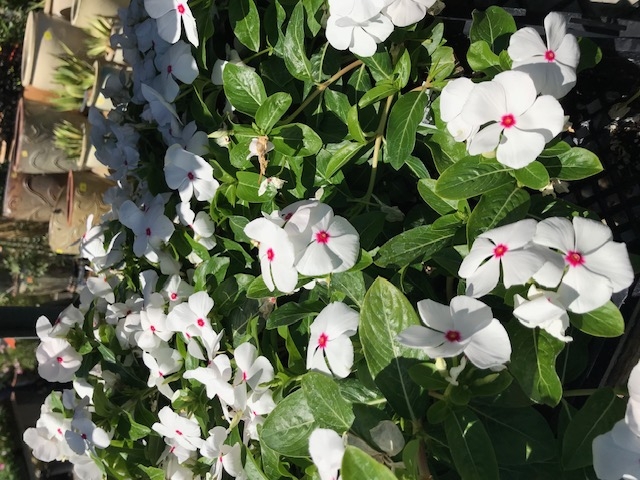 Do not replace vinca with pansies. A soil-borne fungal root rot affects these plants. (Photo: Nancy Devaurs)