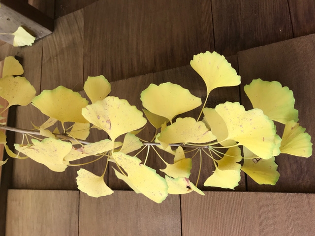 The beautiful golden fall color of Ginko biloba. (Photo: Nancy Devaurs)