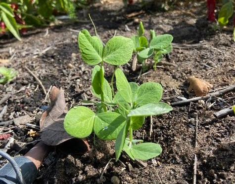 Plant peas from seeds in the fall. (Photo: Nancy Devaurs)