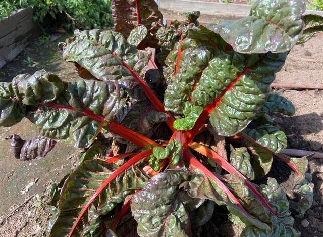 September plantings of Swiss chard, a healthy and delicious leafy green, are ready for harvest now.  (Photo: Nancy Devaurs)