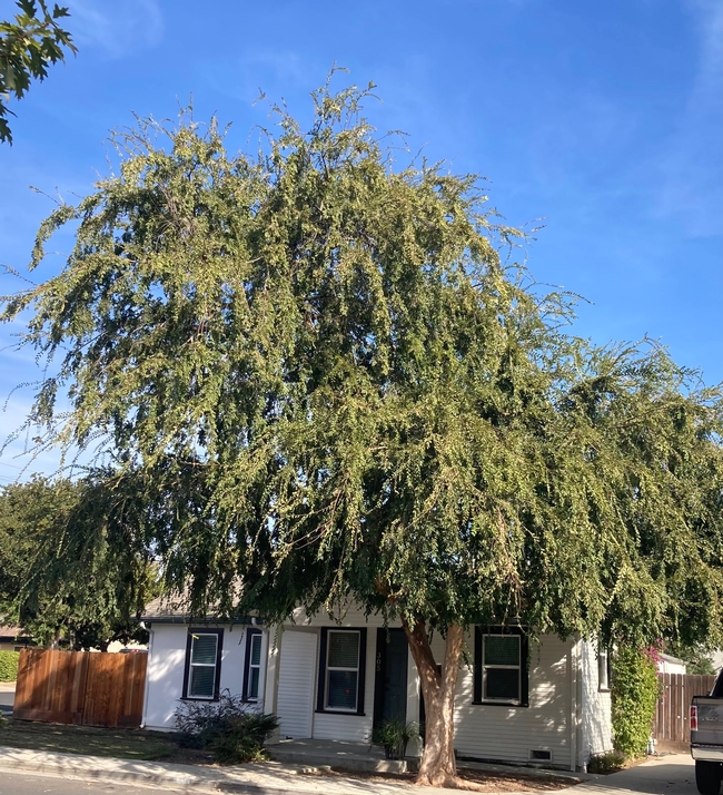 Check soil moisture in several places underneath large trees, especially those that have not received at least monthly deep irrigation during the summer. (Photo: Jeannette Warnert)