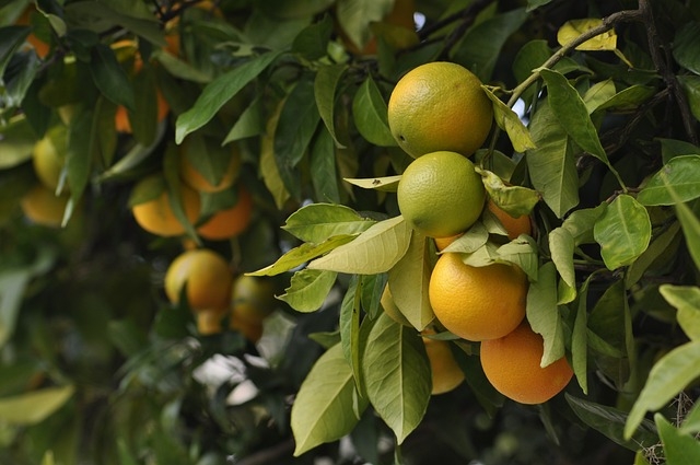 Protect citrus when nighttime temperatures fall below freezing. (Photo: Pixabay)