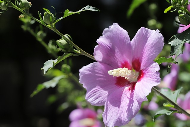 Plant the beautiful perennial Rose of Sharon (hibiscus) in the fall. (Photo: HeungSoon from Pixabay)