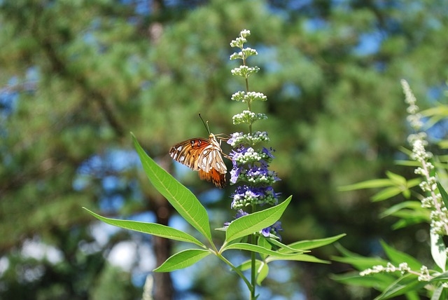Chaste tree blooms attract beautiful pollinators. (Photo: daynaw3990 on Pixabay)