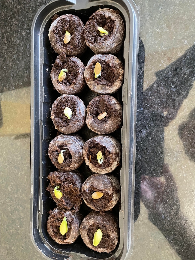 When ready to start growing pumpkins, placed the dried seeds in soil-filled peat posts. (Photos: Sue Bohigian)