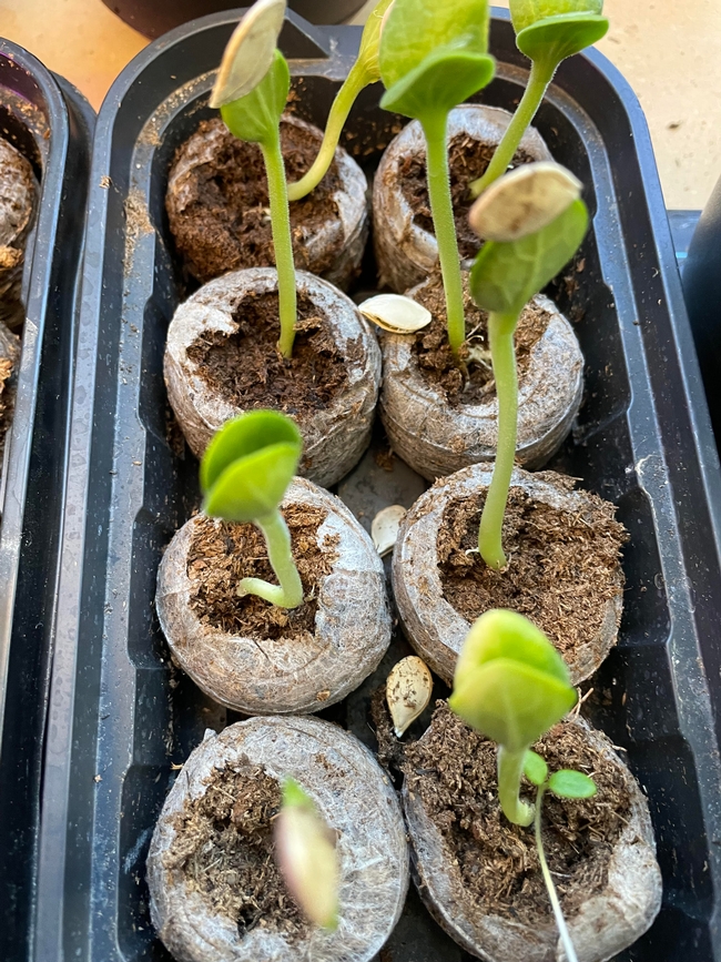 Pumpkins ready to be planted in the garden.