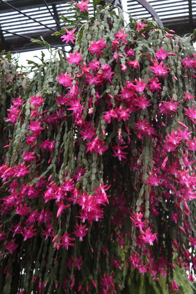 Place Christmas cactus in darkness to stimulate flower bud formation. (Photo: Gary J. Wood from Toronto, Canada, Wikimedia Commons)