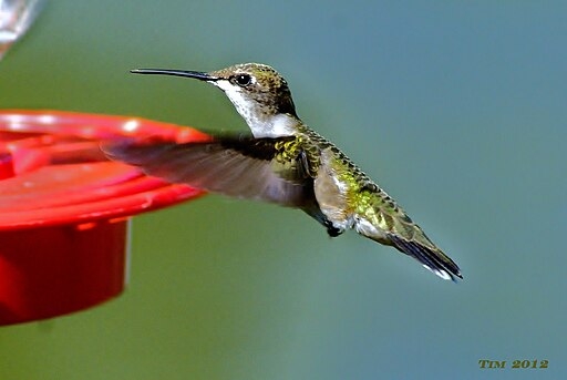 Remember to clean your hummingbird feeder regularly. (Photo: Wikimedia Commons)