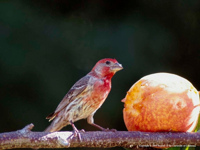 Many birds have colorful plumage, such a this house finch. (Photo: UC ANR)