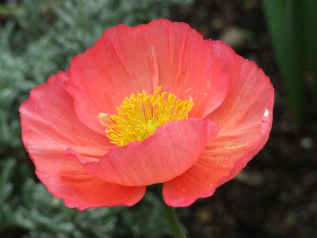 Plant Iceland poppy transplants now for stand-out spring flowers. (Photo: Pxhere)