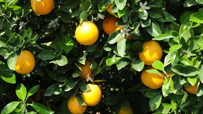 December is the time to begin enjoying your home-grown citrus. (Photo: USDA)