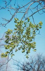 After decidious trees have lost their leaves, mistletoe is easy to spot. To control, remove the branch at its point of origin and at least one foot below the mistletoe cluster. (Photo: UC IPM)