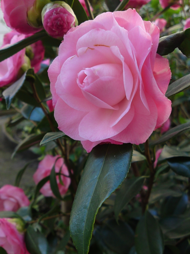 Pick up fallen camellia blossoms promptly to prevent petal blight on next year's flowers. (Photo: Wikimedia Commons)