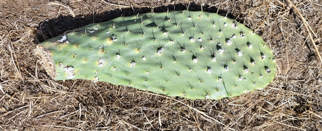 Opuntia paddle infected by Cochineal scale. (Photo: Josefa Price)001