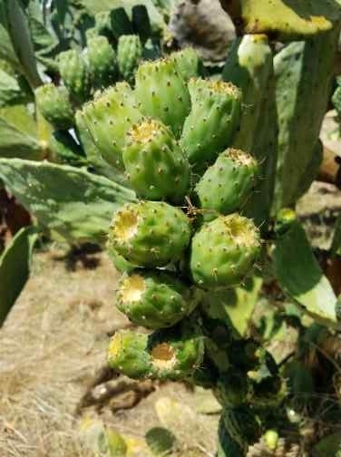 Unripe Opuntia prickly pear.