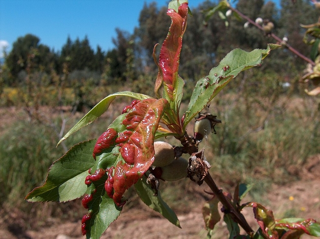 Spray peach and nectarine trees with an organic copper-based material before bud swell and bud break to prevent the later development of peach leaf curl, shown above. The product is available at nurseries and home stores. (Photo: Wikimedia Commons)