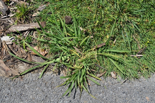 Clumps of crabgrass are unsightly in a uniform lawn. (Photo: NY State IPM Program at Cornell)