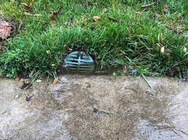 Drains that channel runoff into gutters can carry impropely applied pesticides into rivers, streams or the ocean. (Photo: Jeannette Warnert)