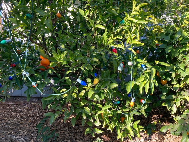 You can protect citrus from frost by stringing old-fashioned Christmas lights (non LED) in the trees and leaving them on overnight. (Photo: Jeannette Warnert)