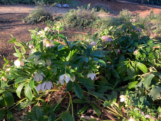 Plant perennial Lenten roses now in areas that get some some shade to enjoy blooms in late winter each year. (Photo: Jeannette Warnert)